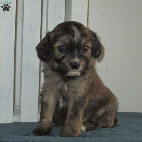 Zach, Cavalier King Charles Mix Puppy